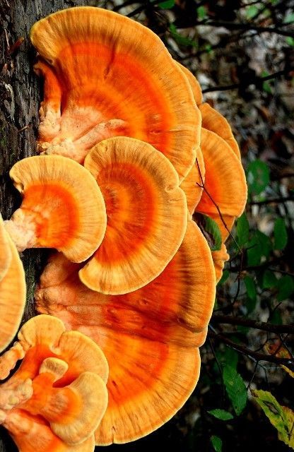 The Effect of Mushroom Beta-Glucans on Cancer | Shiaqga Essentials